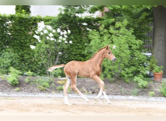 Westfaliano, Stallone, Puledri (04/2025), Sauro