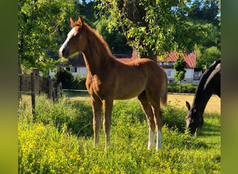 Westfaliano, Stallone, Puledri (02/2026), Sauro