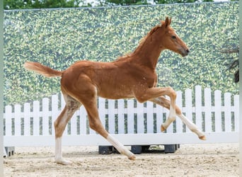 Westfaliano, Stallone, Puledri (05/2026), Sauro