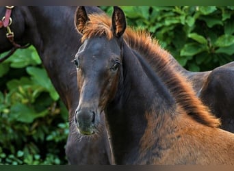 Westfaliano, Stallone, Puledri (03/2026), Sauro scuro