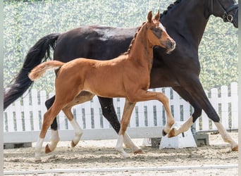 Westfaliano, Stallone, Puledri (03/2026), Sauro scuro