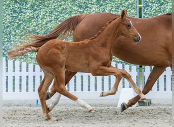 Westfaliano, Stallone, Puledri (03/2026), Sauro scuro