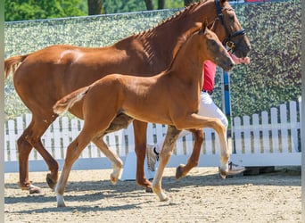 Westfaliano, Stallone, Puledri (04/2026), Sauro scuro