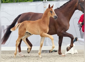 Westfaliano, Stallone, Puledri
 (06/2023), Sauro scuro