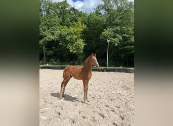 Westfaliano, Stallone, Puledri (05/2025), Sauro scuro