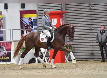 Westfaliano, Stallone, 6 Anni, 172 cm, Sauro scuro