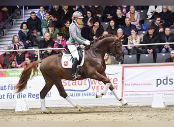 Westfaliano, Stallone, 6 Anni, 172 cm, Sauro scuro