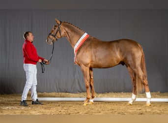 Westfaliano, Stallone, 6 Anni, 172 cm, Sauro scuro