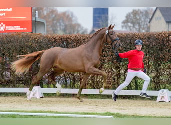 Westfaliano, Stallone, 6 Anni, 172 cm, Sauro scuro