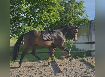 Westfaliano, Yegua, 10 años, 172 cm, Castaño