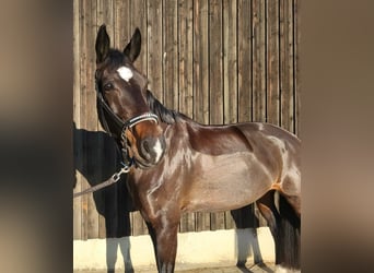 Westfaliano, Yegua, 10 años, 172 cm, Castaño oscuro