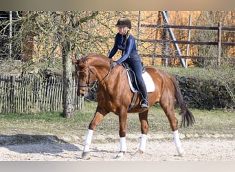 Westfaliano, Yegua, 11 años, 170 cm, Alazán