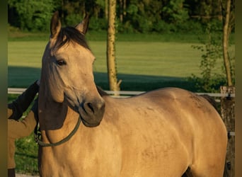 Westfaliano, Yegua, 12 años, 155 cm, Buckskin/Bayo