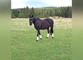 Westfaliano, Yegua, 12 años, 165 cm, Negro