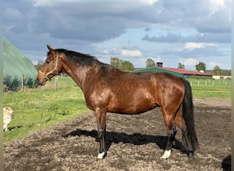 Westfaliano, Yegua, 13 años, 173 cm, Castaño