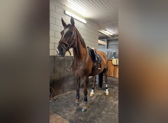 Westfaliano Mestizo, Yegua, 14 años, 174 cm, Alazán-tostado