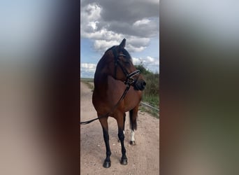 Westfaliano, Yegua, 15 años, 160 cm, Castaño