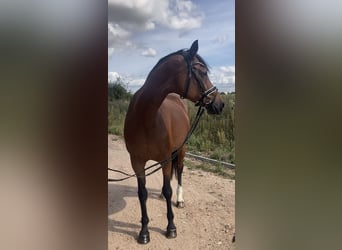 Westfaliano, Yegua, 15 años, 160 cm, Castaño