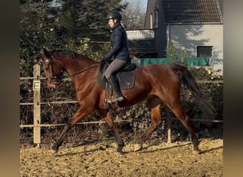 Westfaliano, Yegua, 15 años, 170 cm, Castaño