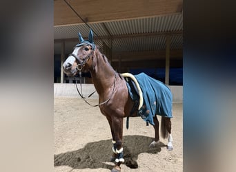 Westfaliano, Yegua, 15 años, 175 cm, Alazán-tostado