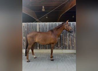 Westfaliano, Yegua, 16 años, 175 cm, Alazán-tostado