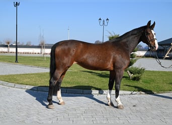 Westfaliano, Yegua, 16 años, Castaño rojizo