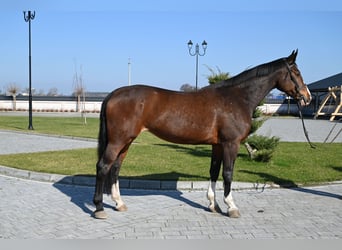 Westfaliano, Yegua, 16 años, Castaño rojizo