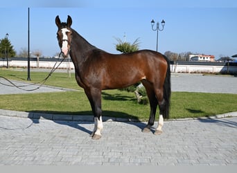 Westfaliano, Yegua, 16 años, Castaño rojizo