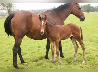 Westfaliano, Yegua, 17 años, Castaño