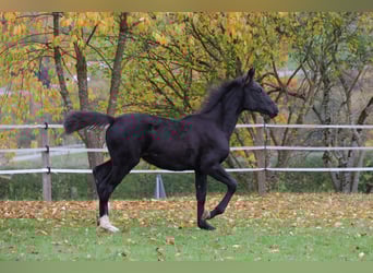 Westfaliano, Yegua, 1 año, 168 cm, Negro