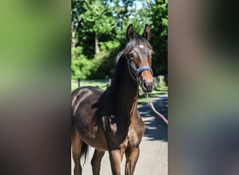 Westfaliano, Yegua, 1 año, 170 cm, Castaño oscuro