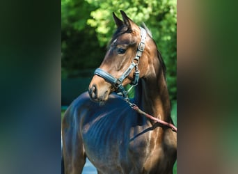 Westfaliano, Yegua, 1 año, 170 cm, Castaño oscuro