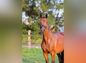 Westfaliano, Yegua, 1 año, 170 cm, Castaño oscuro