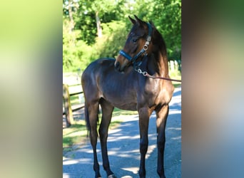 Westfaliano, Yegua, 1 año, 170 cm, Castaño oscuro