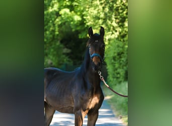 Westfaliano, Yegua, 1 año, 170 cm, Castaño oscuro