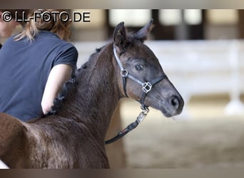 Westfaliano, Yegua, 1 año, 173 cm, Morcillo