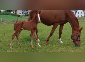 Westfaliano, Yegua, 1 año, Alazán