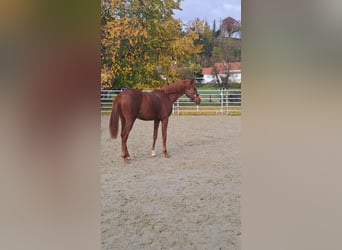 Westfaliano, Yegua, 1 año, Alazán