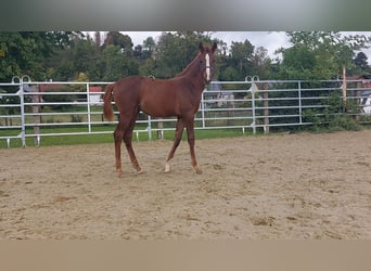 Westfaliano, Yegua, 1 año, Alazán
