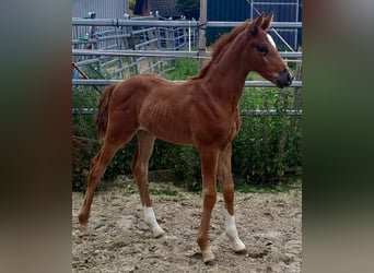 Westfaliano, Yegua, 1 año, Alazán-tostado