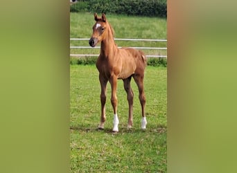 Westfaliano, Yegua, 1 año, Alazán-tostado