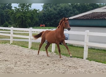 Westfaliano, Yegua, 1 año, Alazán-tostado