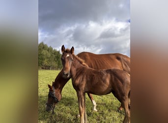 Westfaliano, Yegua, 1 año, Alazán-tostado