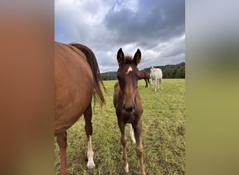 Westfaliano, Yegua, 1 año, Alazán-tostado