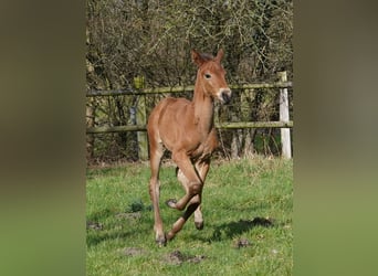 Westfaliano, Yegua, 1 año, Castaño