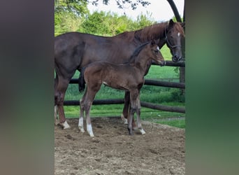 Westfaliano, Yegua, 1 año, Castaño