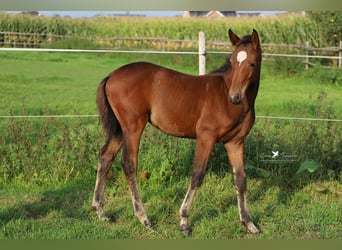 Westfaliano, Yegua, 1 año, Castaño