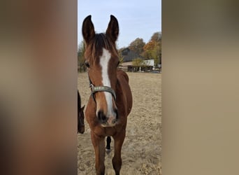 Westfaliano, Yegua, 1 año, Castaño