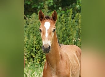 Westfaliano, Yegua, 1 año, Castaño claro