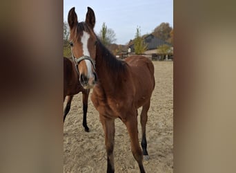 Westfaliano, Yegua, 1 año, Castaño claro